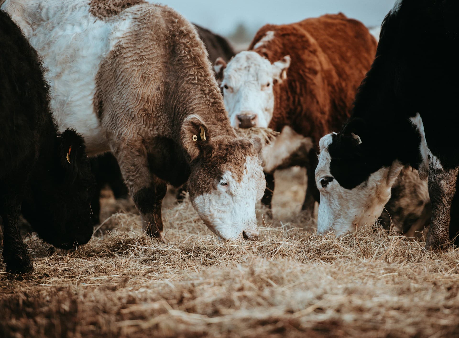 Net-zero Livestock